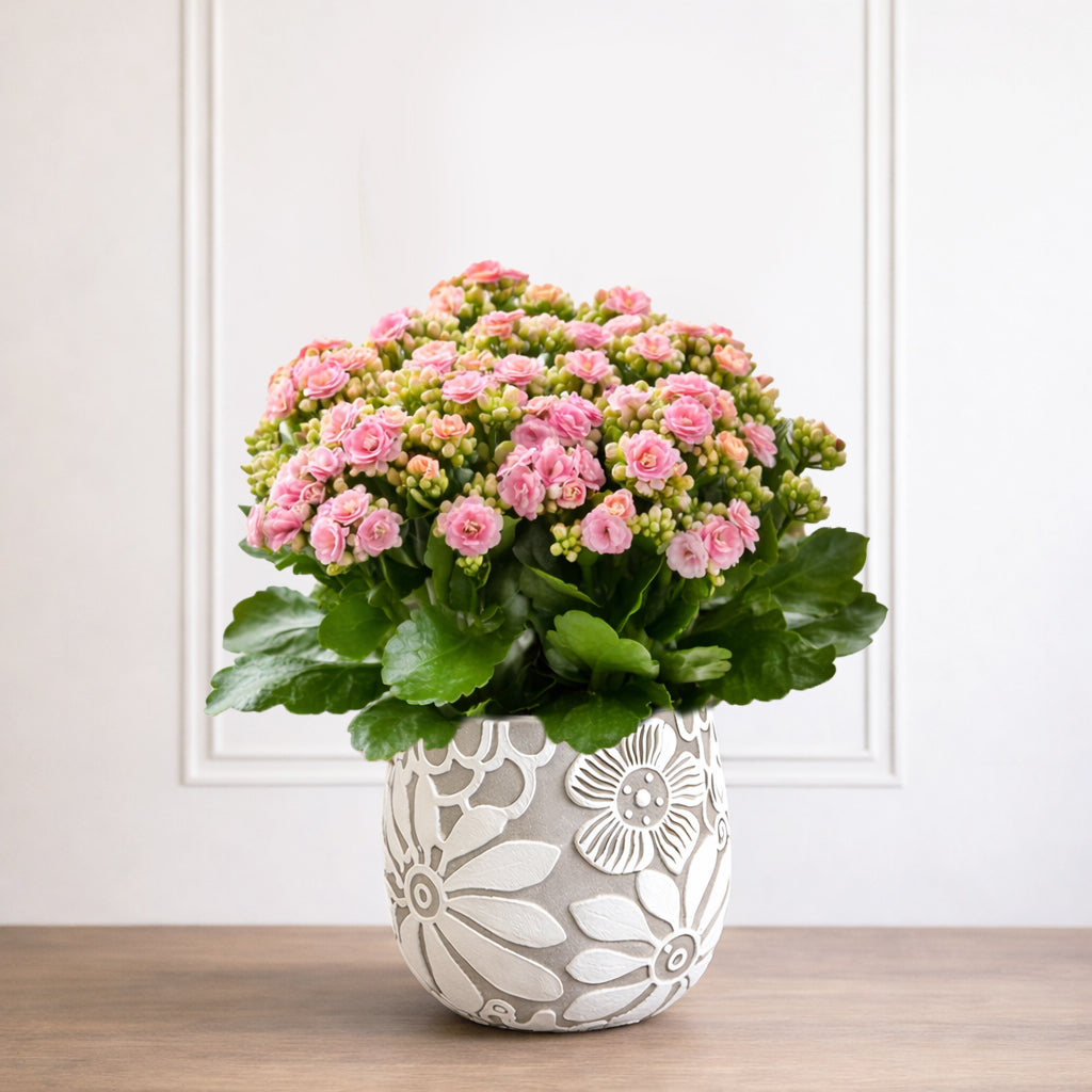 kalanchoe flower seeds Kalanchoe – Secret Garden Rose