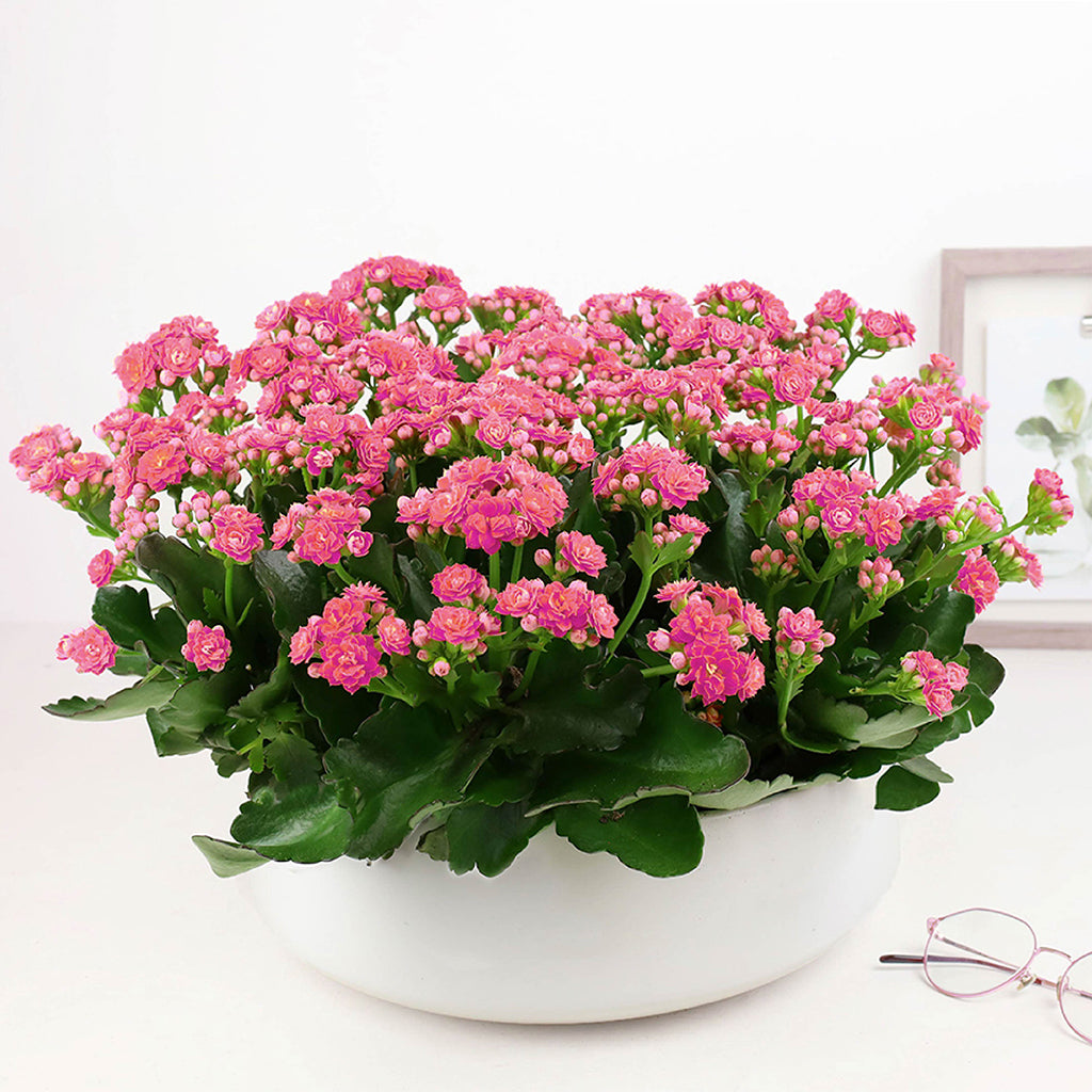 kalanchoe plant potting soil Kalanchoe Garden
