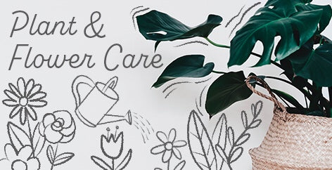 Simple Tips to Care for Indoor Flowers and Plants