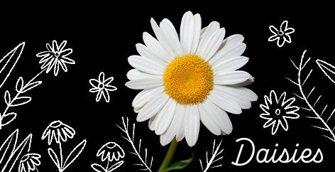 All You Need to Know About Daisies