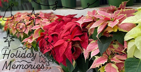 What Makes Memories During the Holidays?