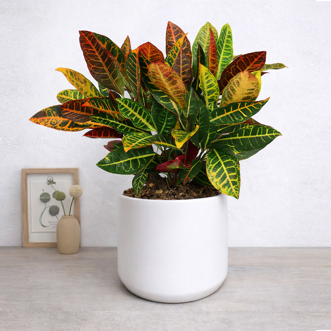 Croton Plant