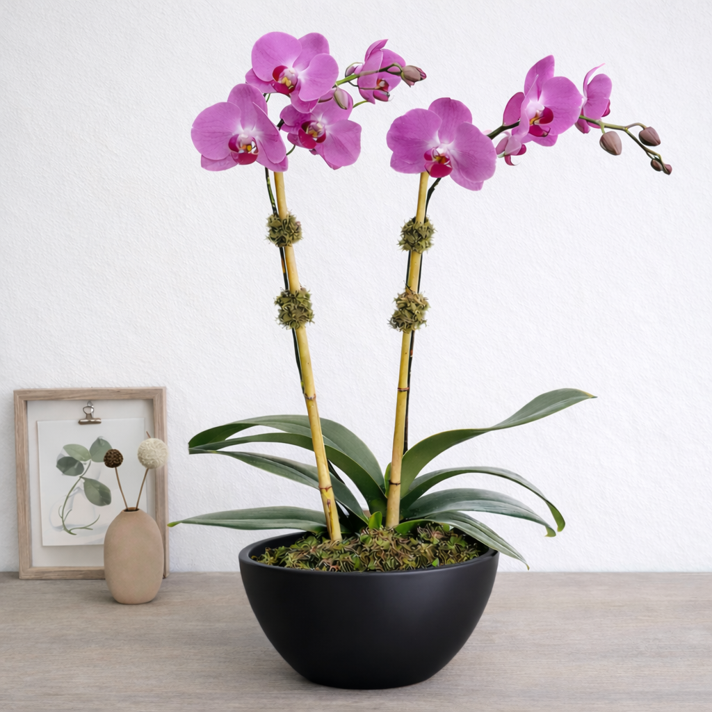 Purple Double Orchids