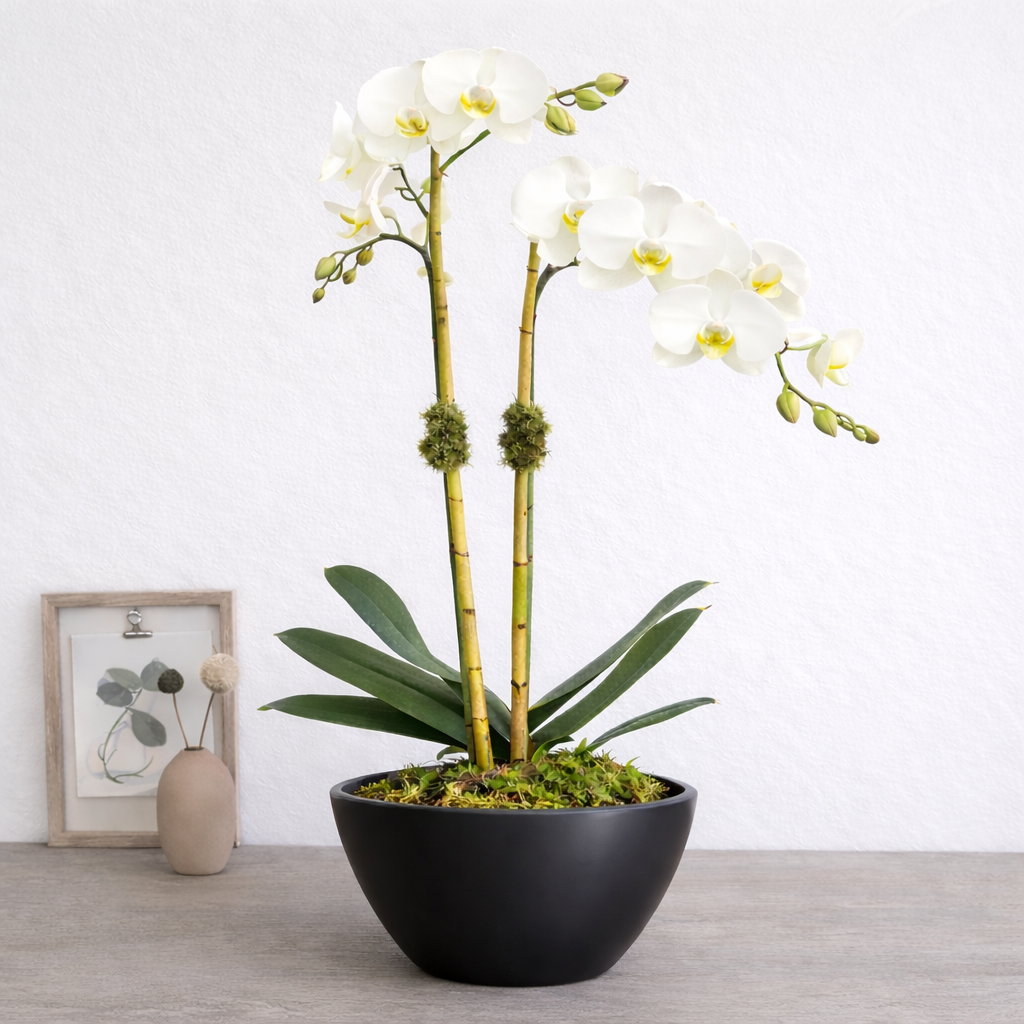 White Double Orchids