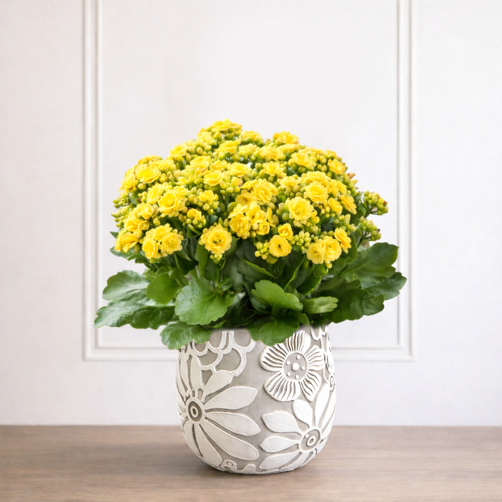 Kalanchoe