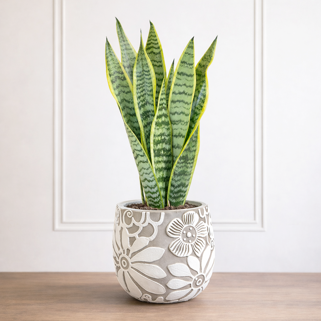 Snake Plant