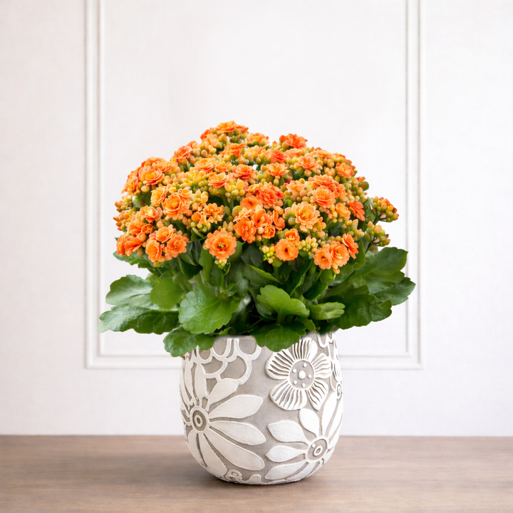 kalanchoe flower seeds Kalanchoe – Secret Garden Rose