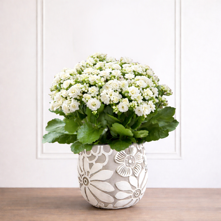 kalanchoe succulent with white flowers Kalanchoe – Secret Garden Rose
