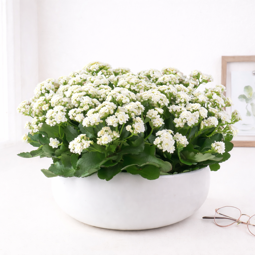 kalanchoe plant potting soil Kalanchoe Garden – Secret Garden Rose