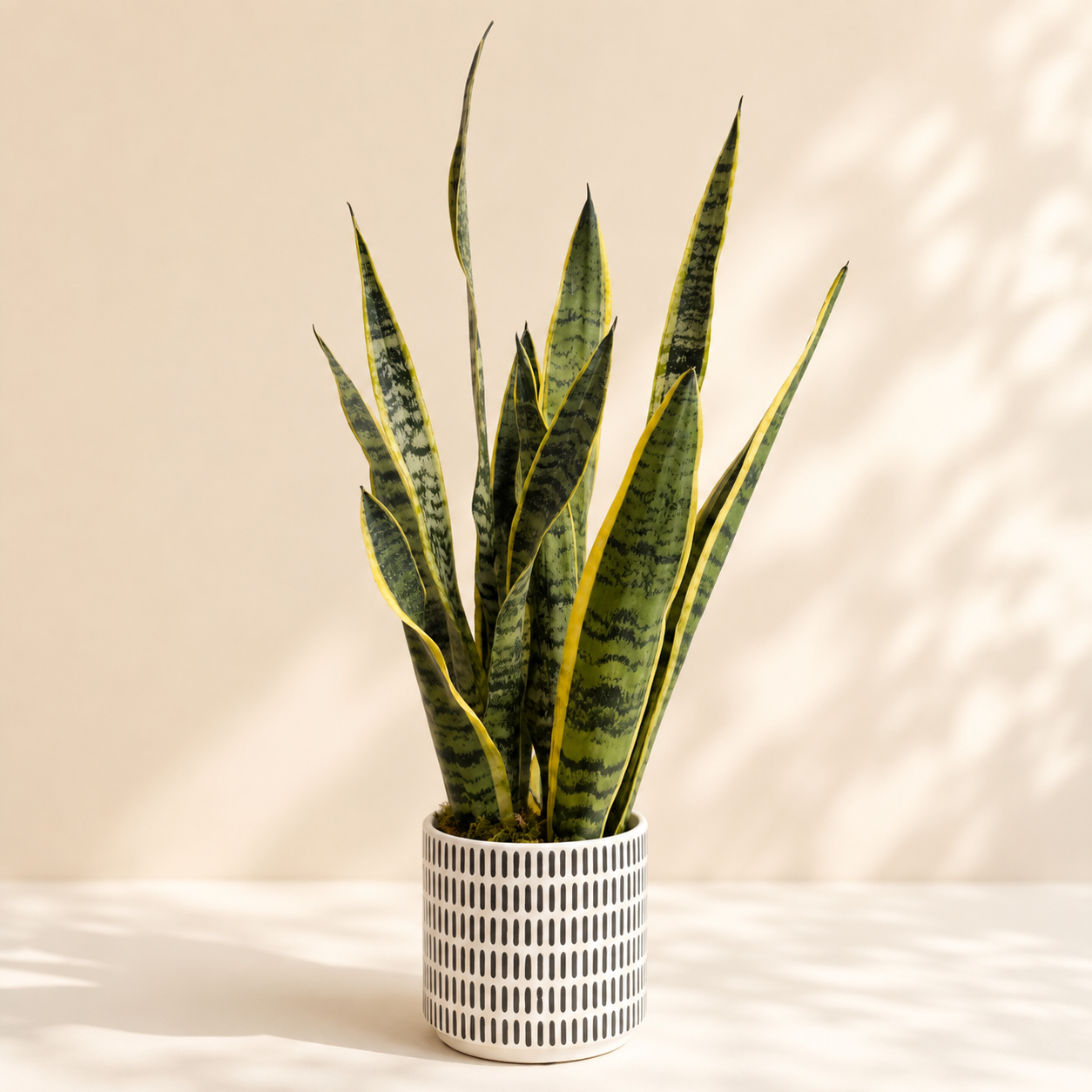 Snake Plant