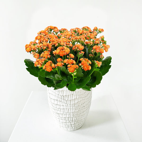 Kalanchoe