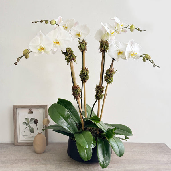 Orchid Garden