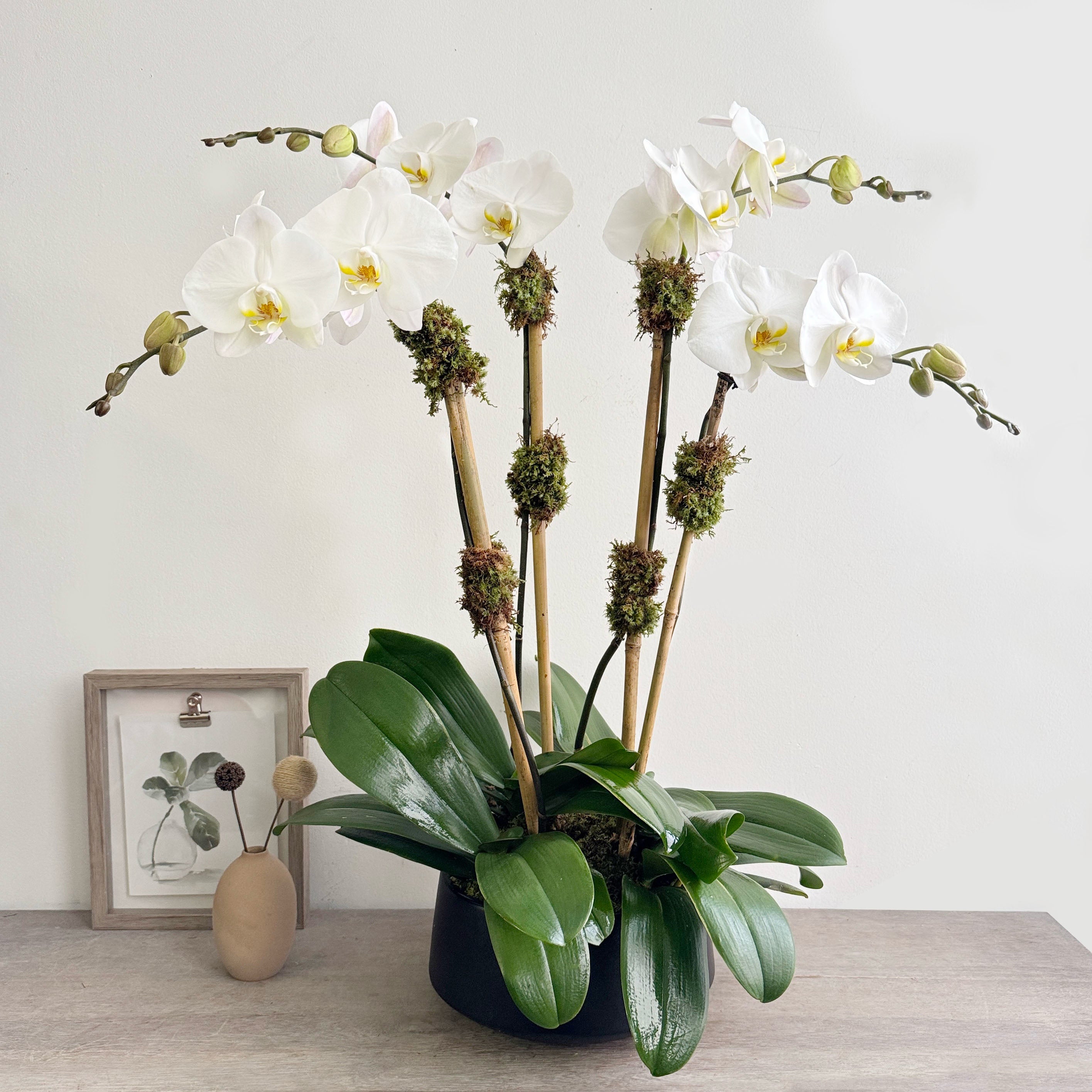 Orchid Garden