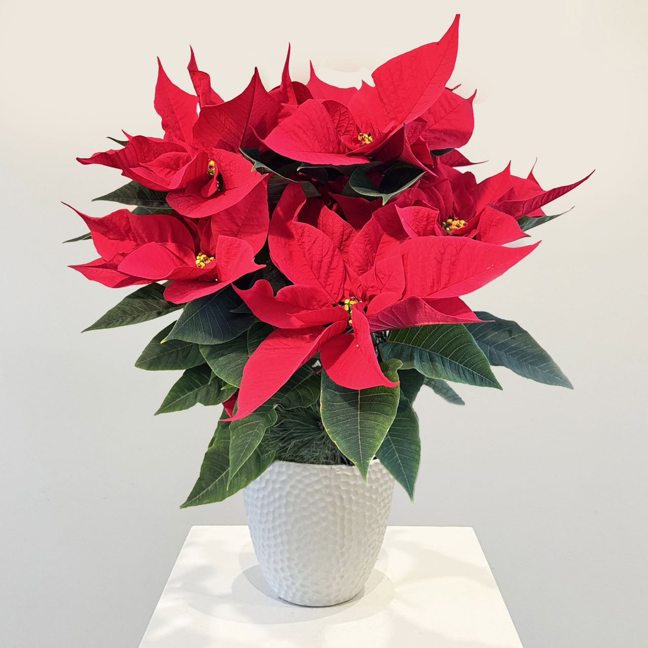 Poinsettia