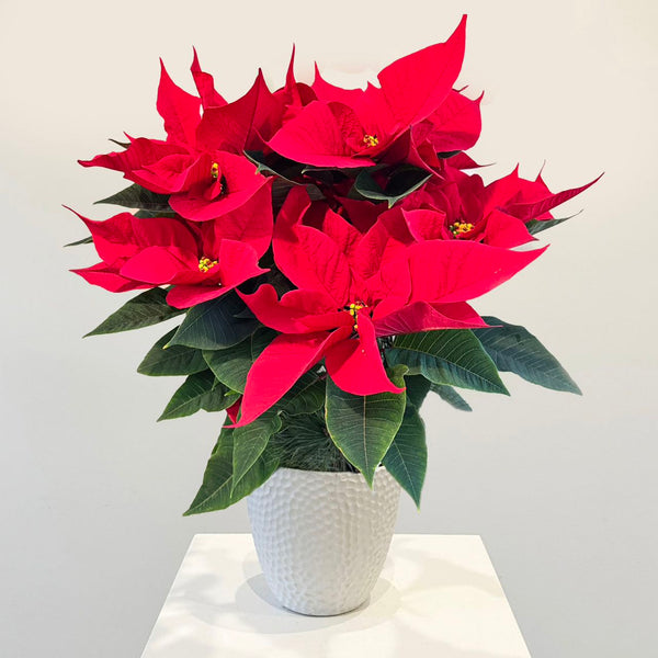 Poinsettia