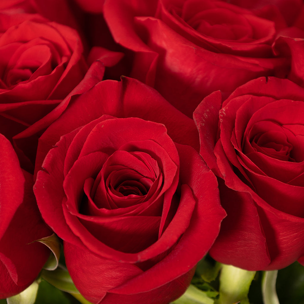 Red Petite Bloom