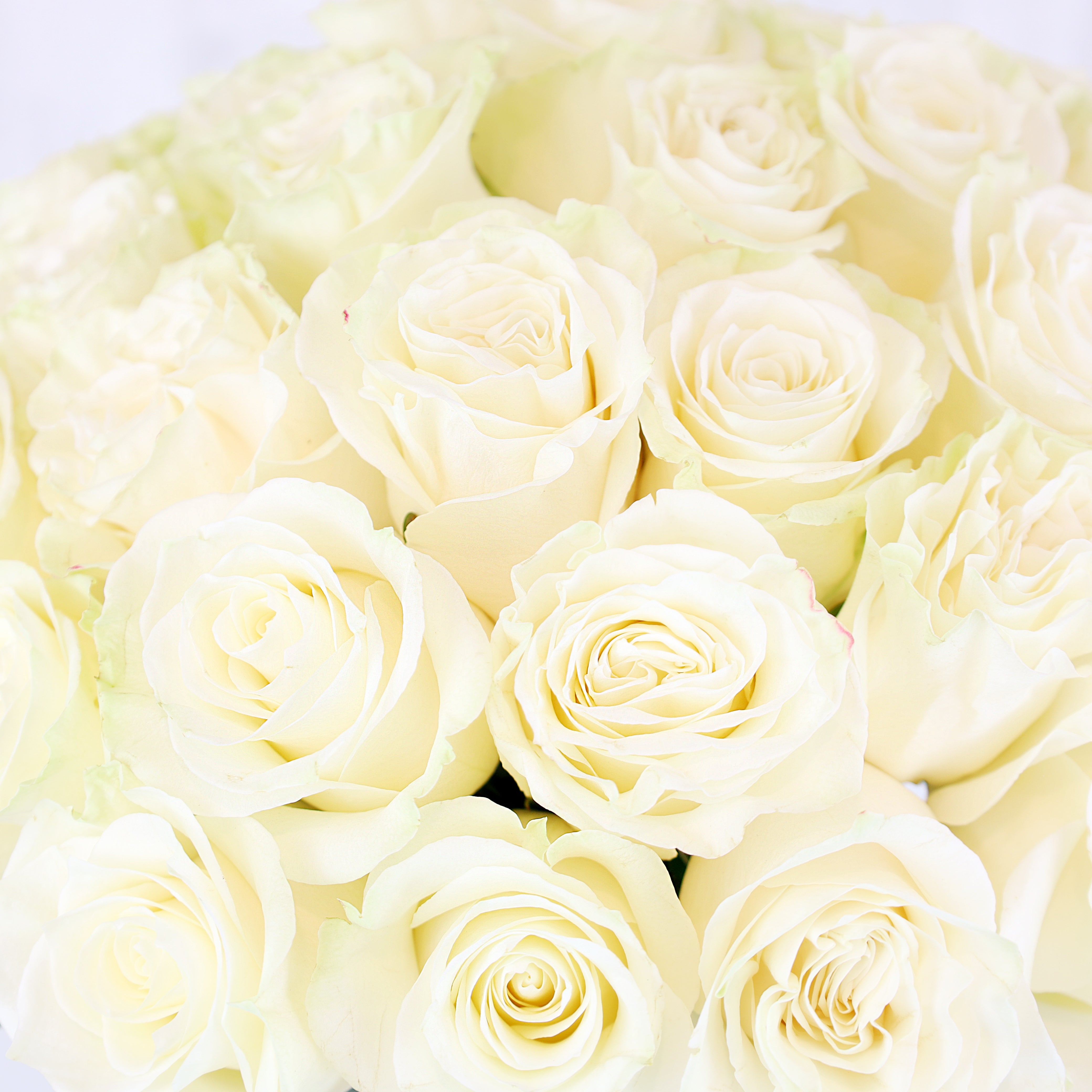White Petite Bloom