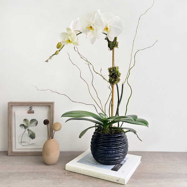 White Orchid