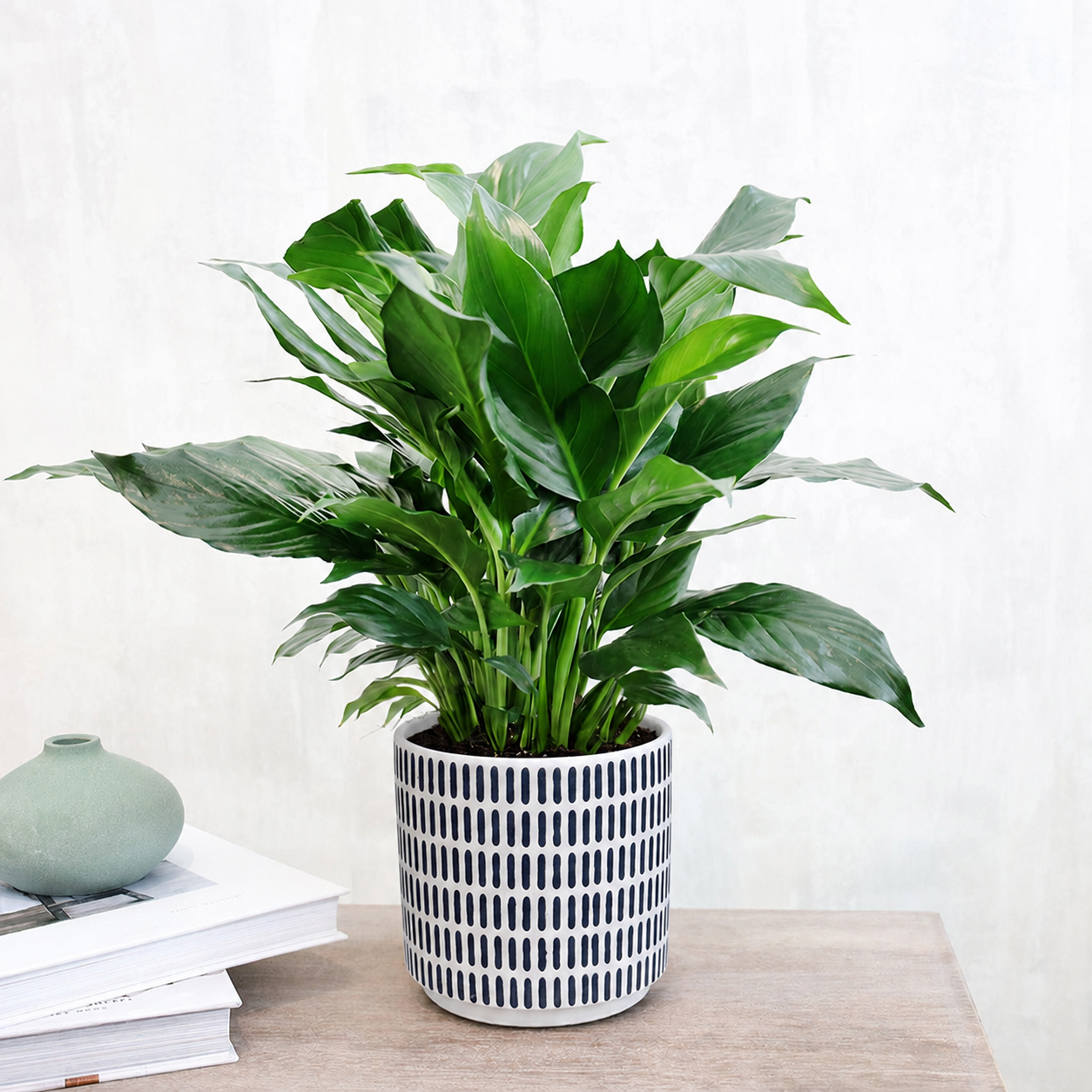 Peace Lily
