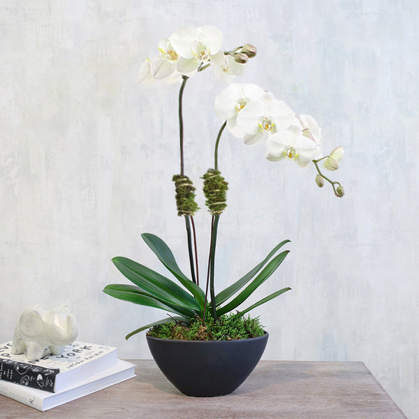 White Double Orchids