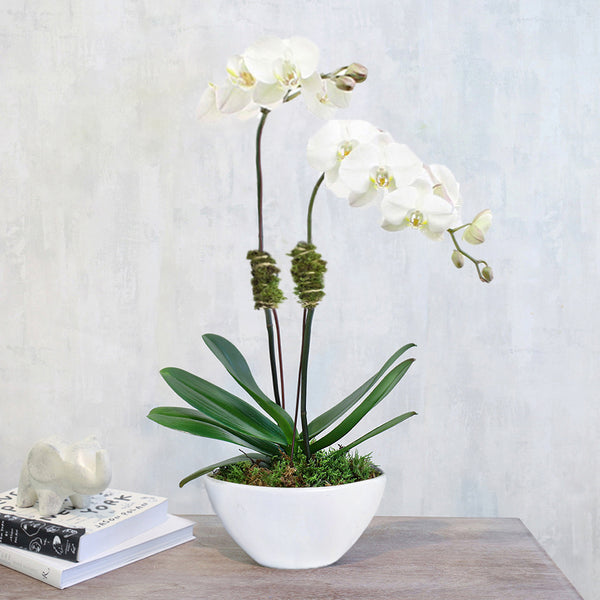 White Double Orchids