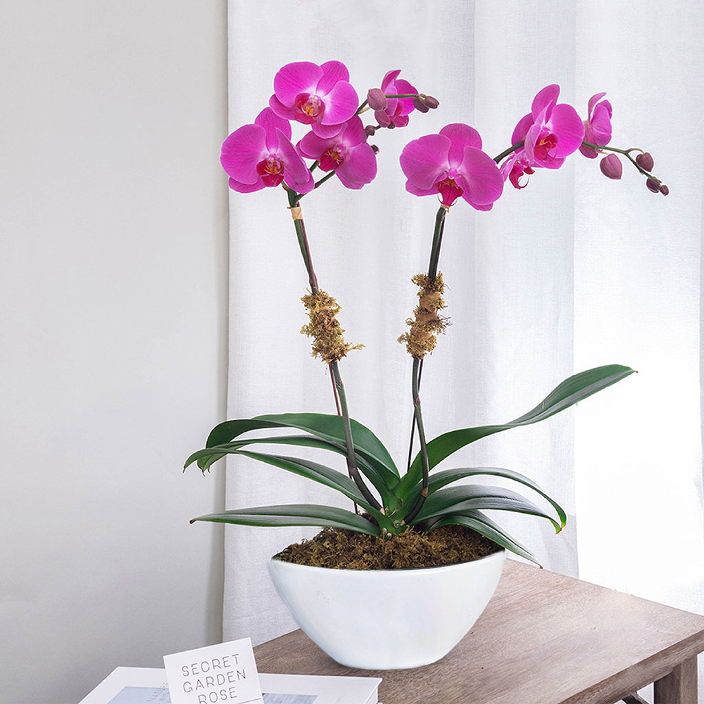 Purple Double Orchids