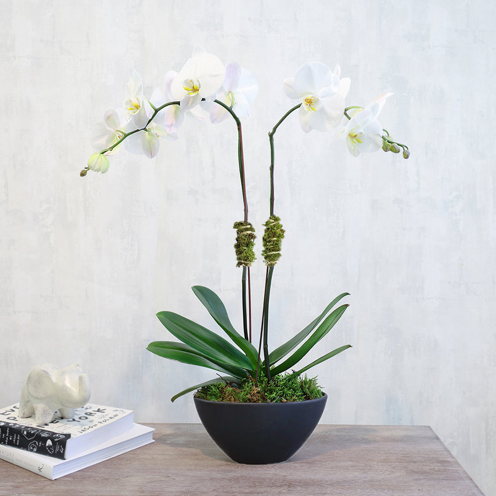 Double Orchids