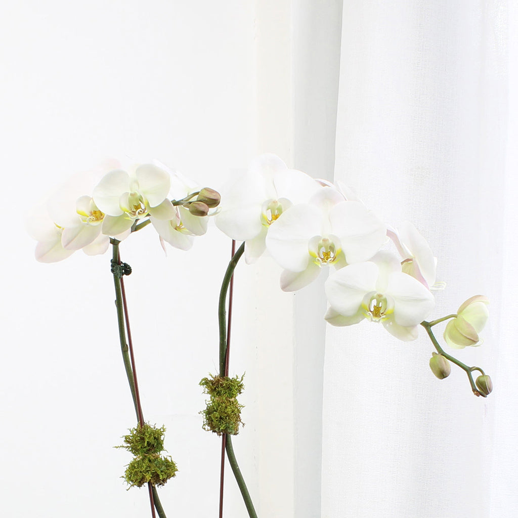 White Double Orchids