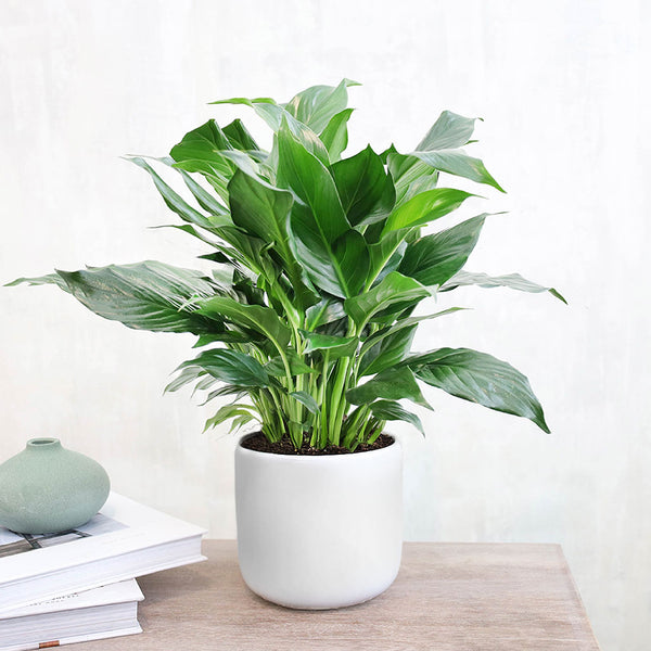 Peace Lily