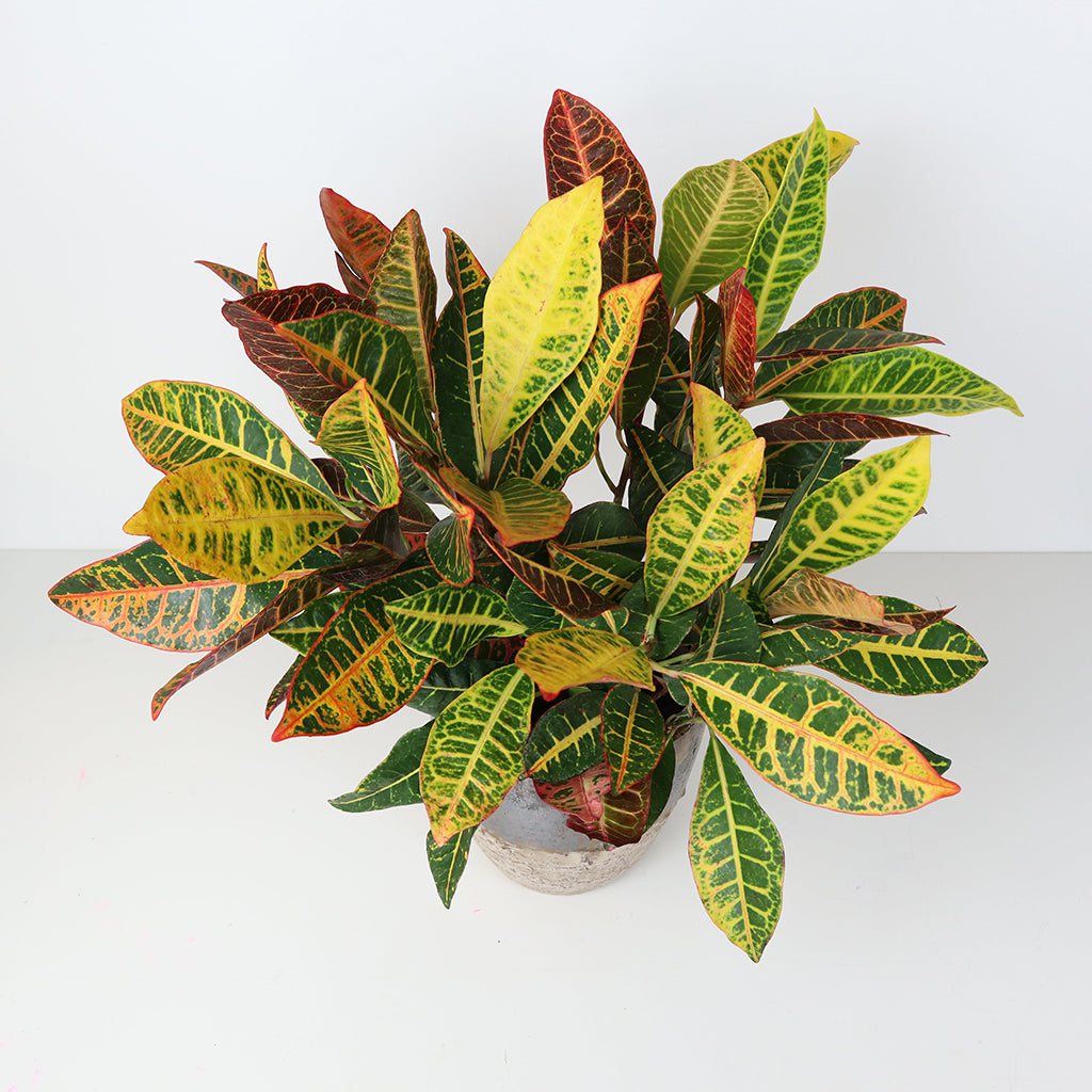 Colorful foliage in a luxurious planter.