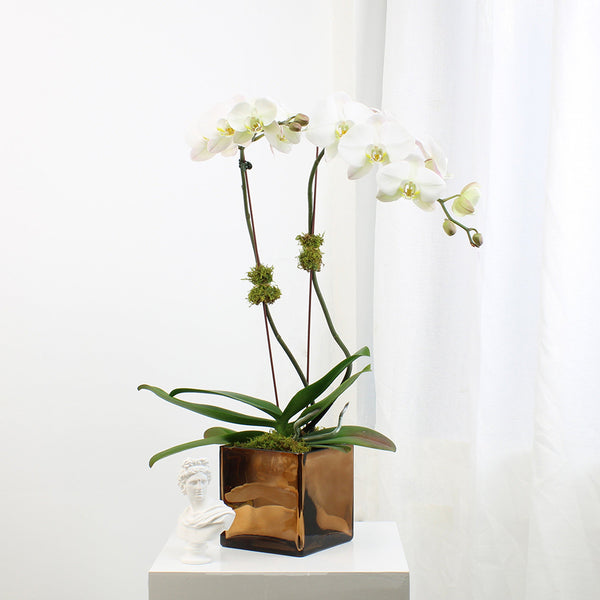 Large double orchid plant in a glass vase.