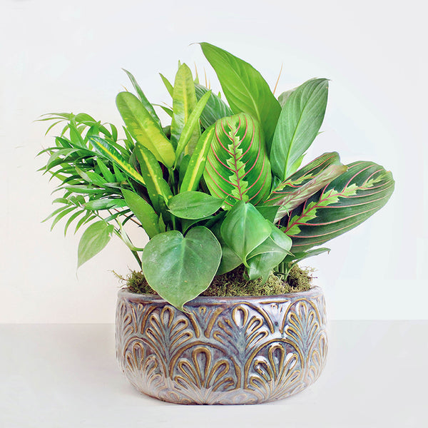 Assorted Tropical Greens in a Ceramic Planter.