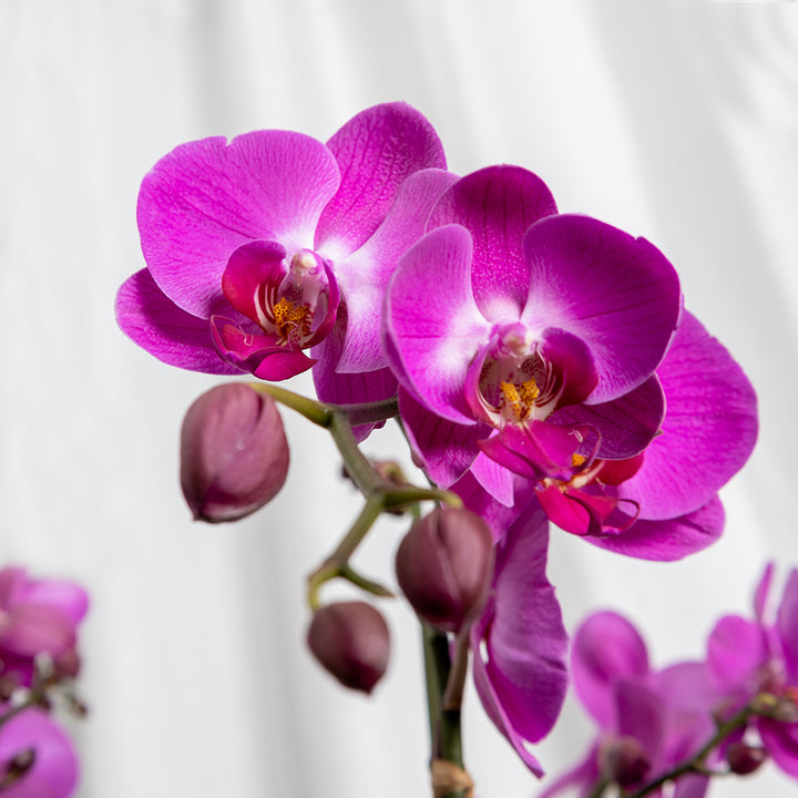 Batch of large magenta orchids.