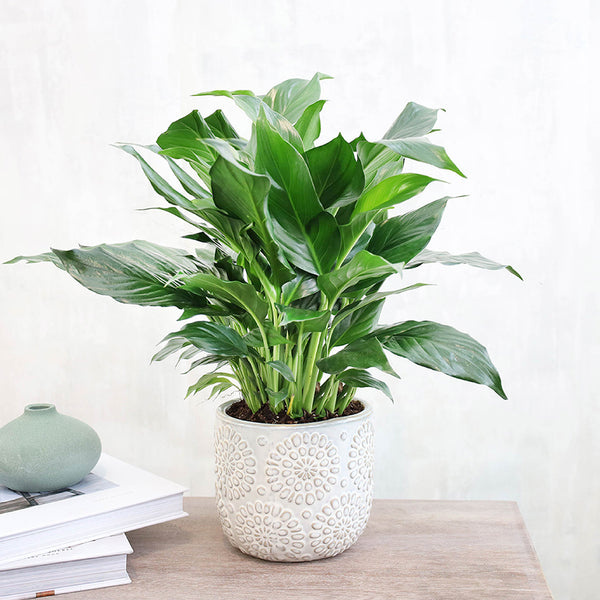 Small foliage plant potted in a planter.