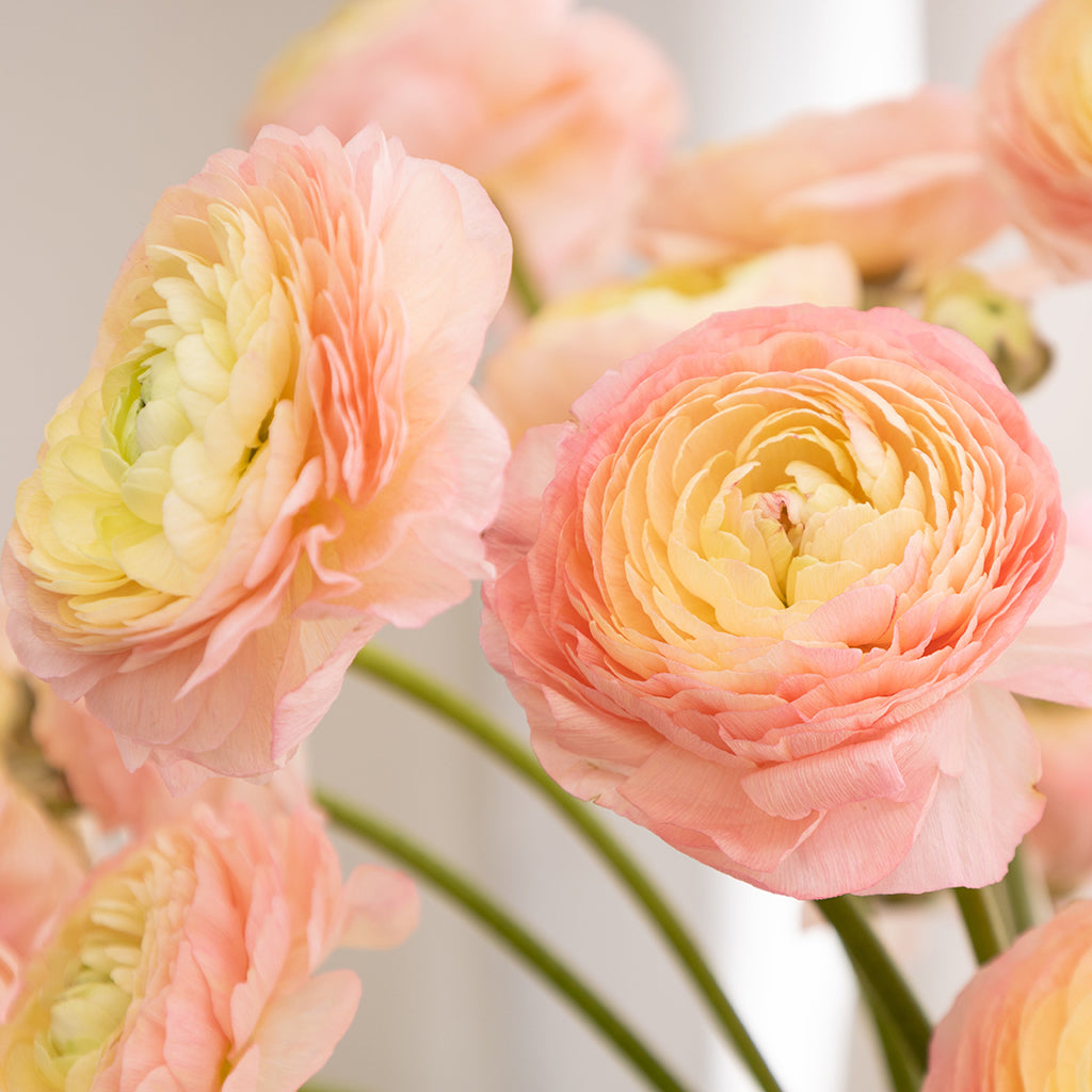 Peach Ranunculus